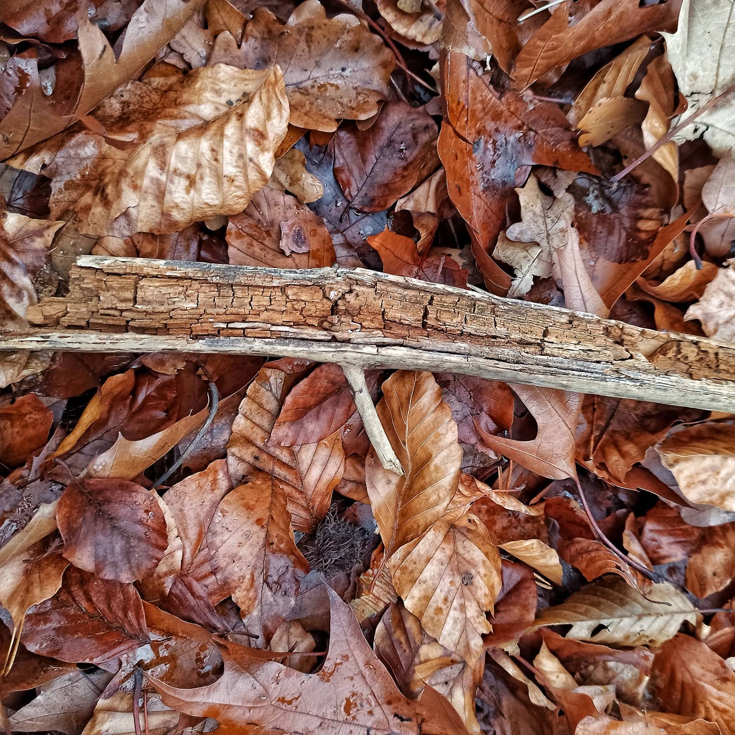 IMG_20201207_165342_061