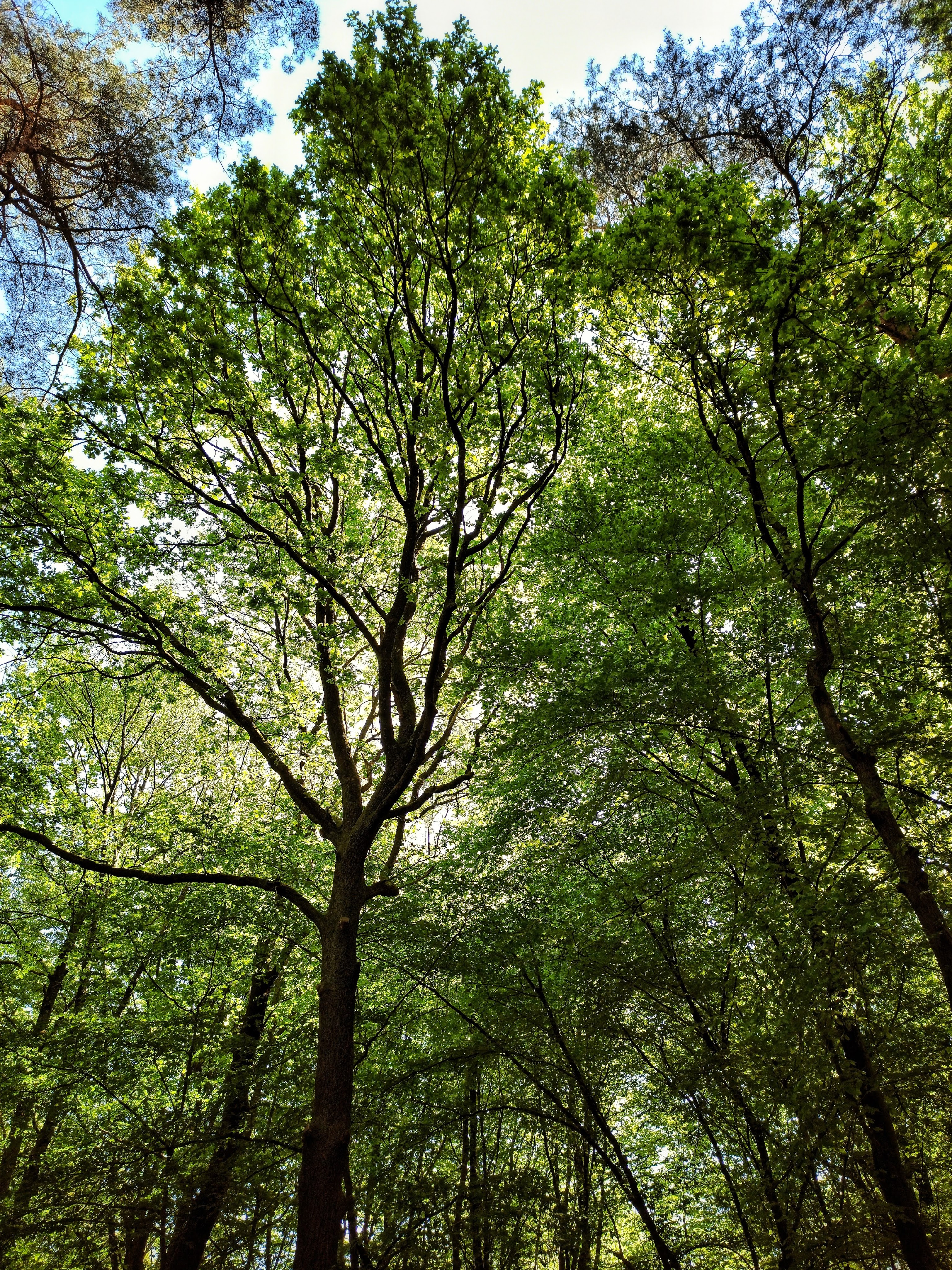 img_20200426_121501-01